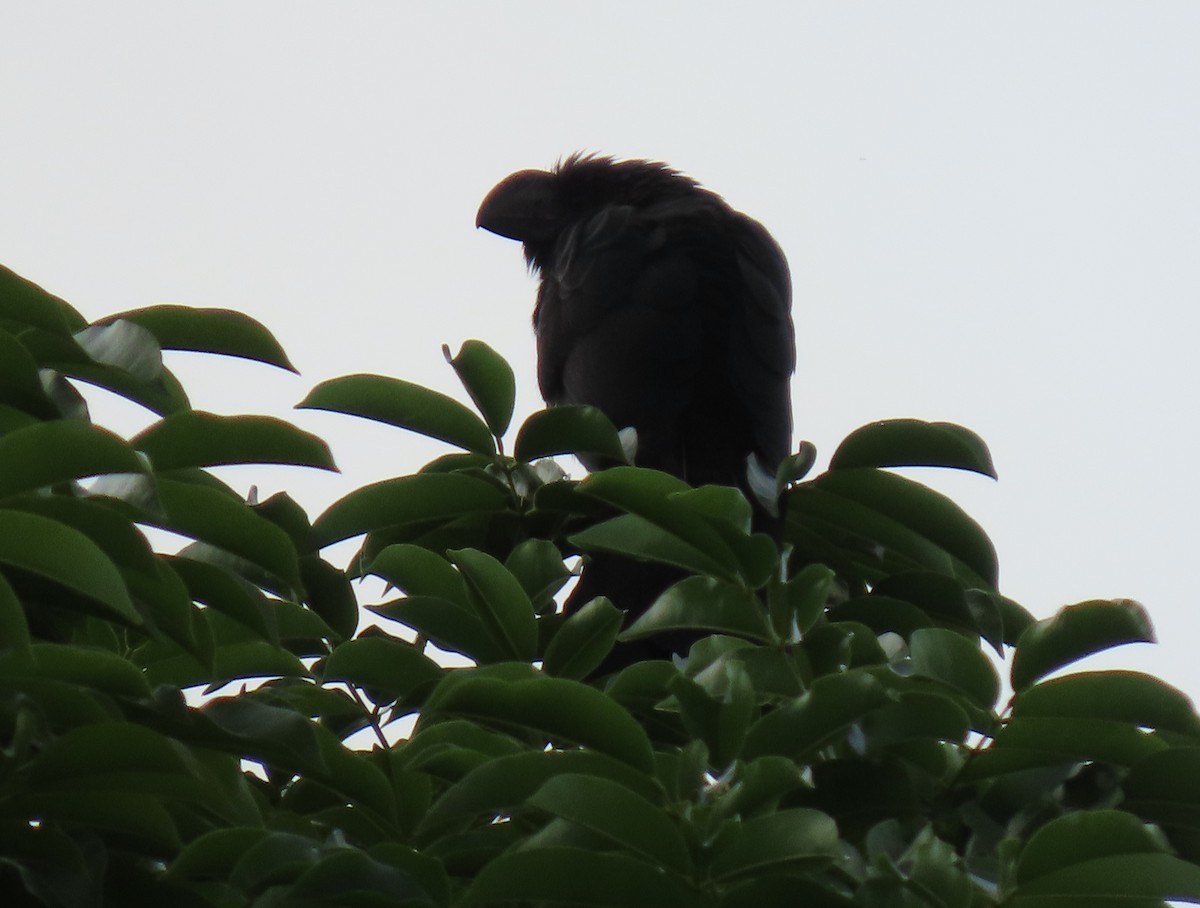 Smooth-billed Ani - ML642406224