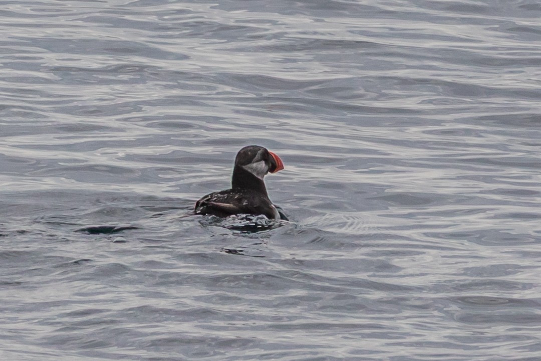 Atlantic Puffin - ML642406263