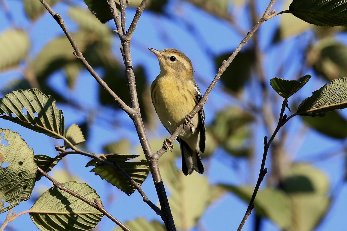 Blackburnian Warbler - ML642406315