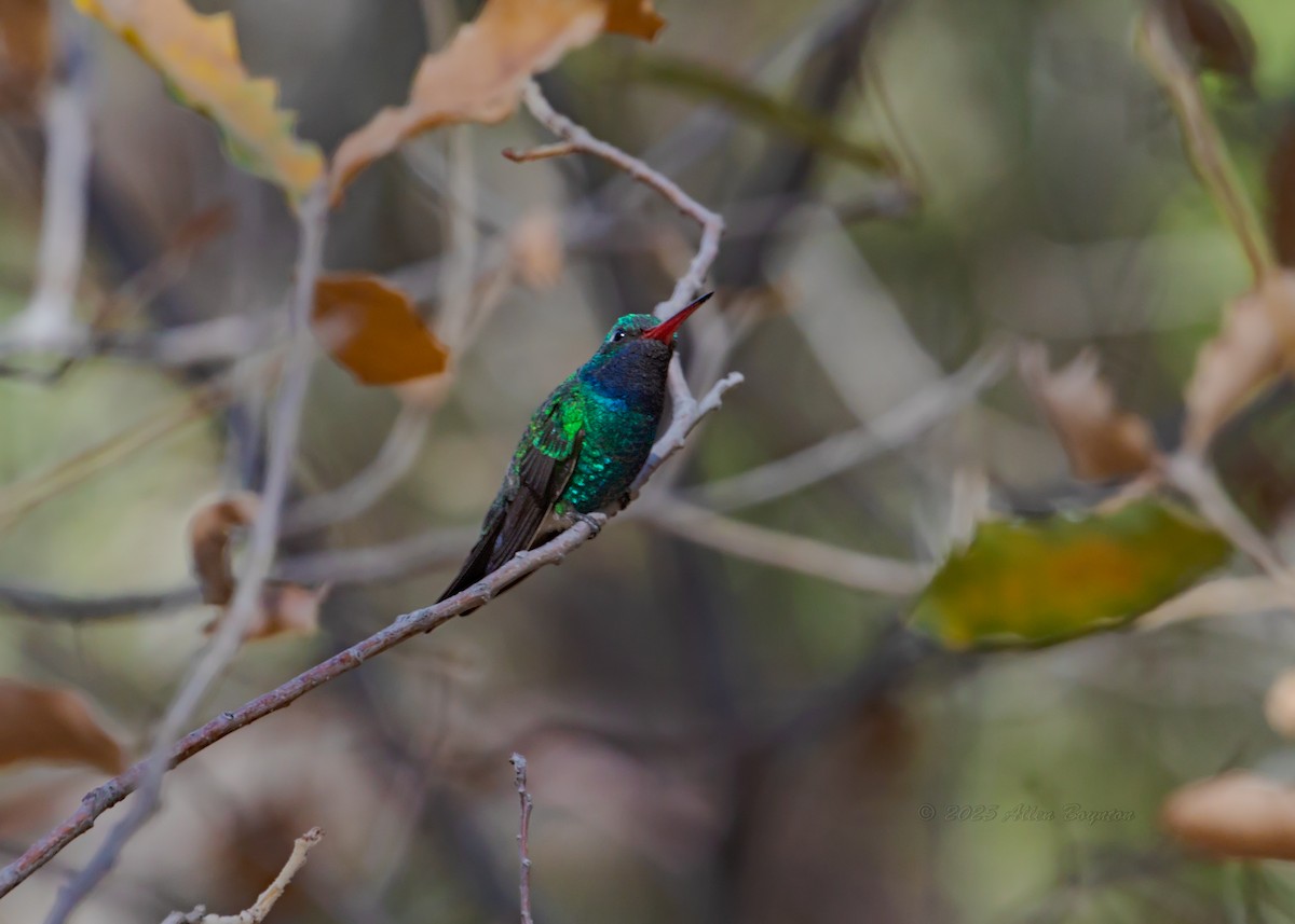 アカハシハチドリ - ML642406325