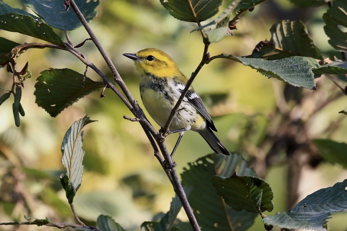 Black-throated Green Warbler - ML642406328