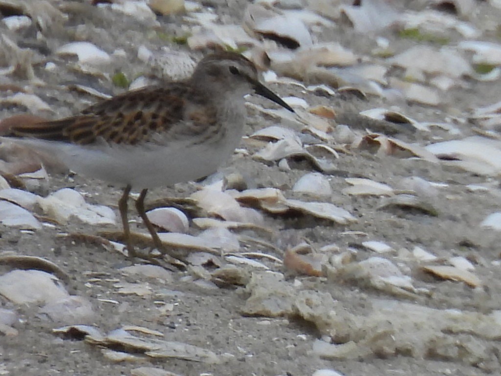 Least Sandpiper - ML642406349