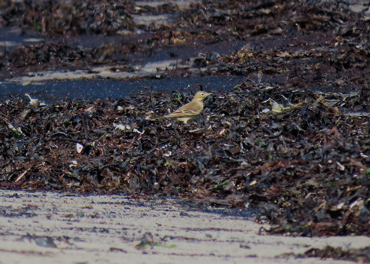 American Pipit - ML642406351
