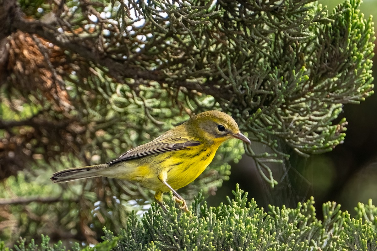 Rotmantel-Waldsänger - ML642406358
