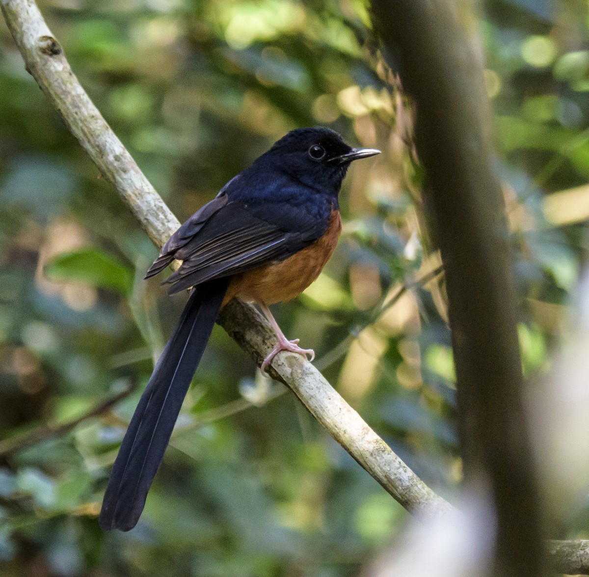 White-rumped Shama - ML642406378