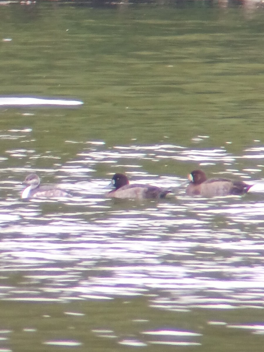 Greater Scaup - ML642406384