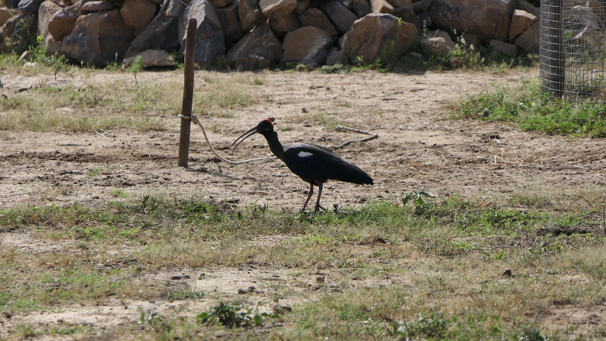 Red-naped Ibis - ML642406415