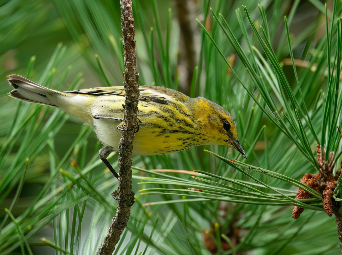 Cape May Warbler - ML642406418