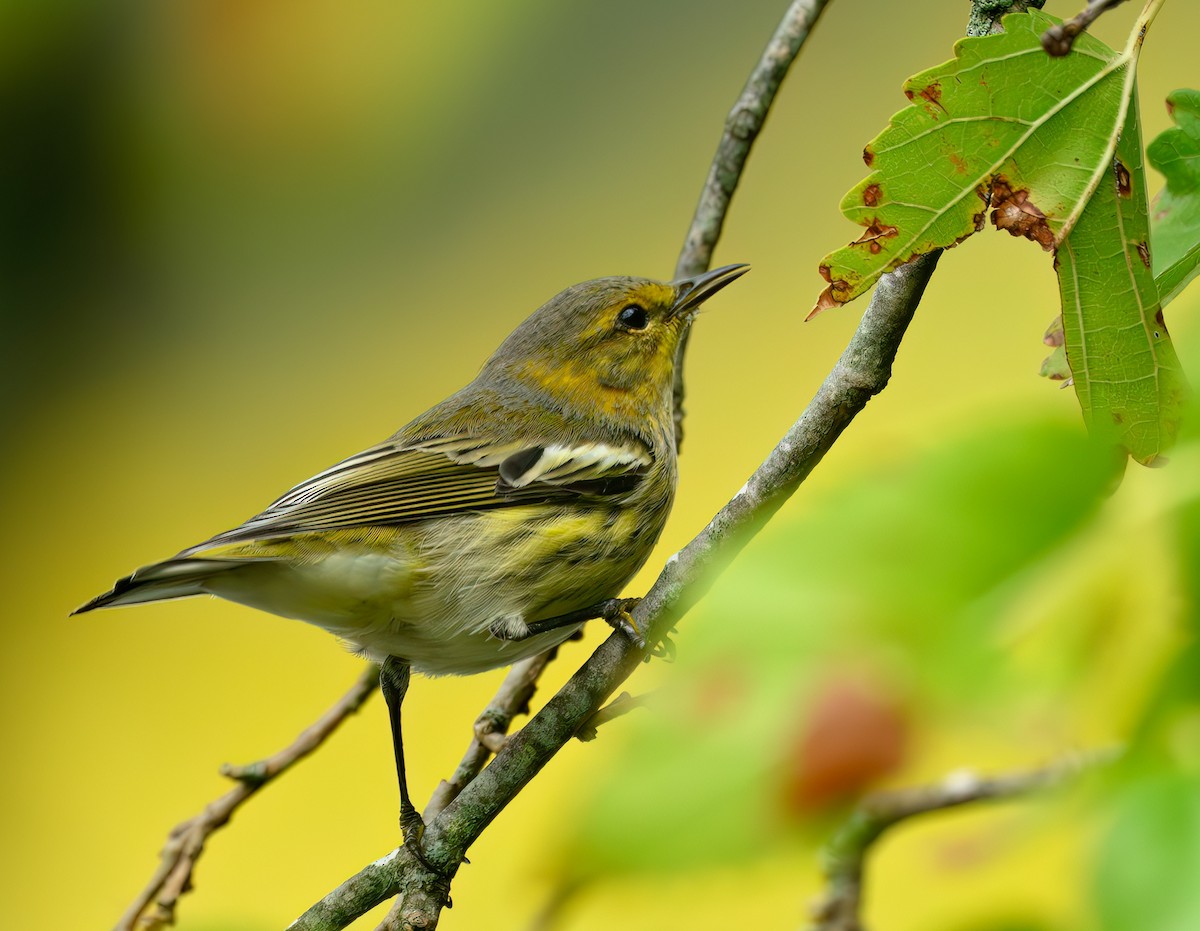 Cape May Warbler - ML642406419