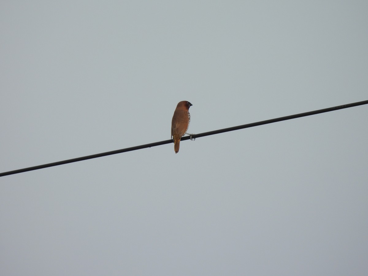 Munia pettosquamato - ML642406434