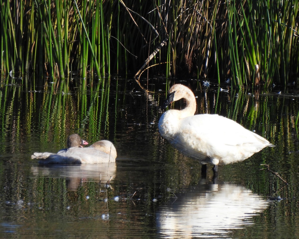 Trumpeter Swan - ML642406439