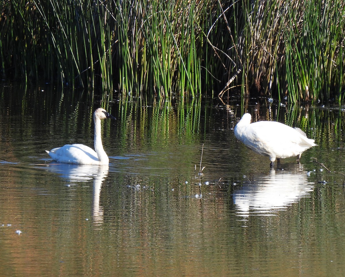Trumpeter Swan - ML642406440