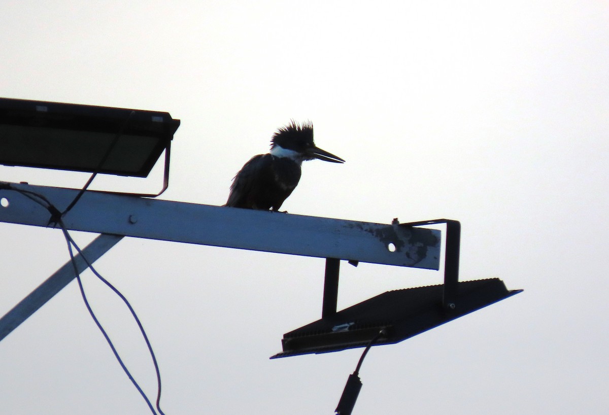 Ringed Kingfisher - ML642406442
