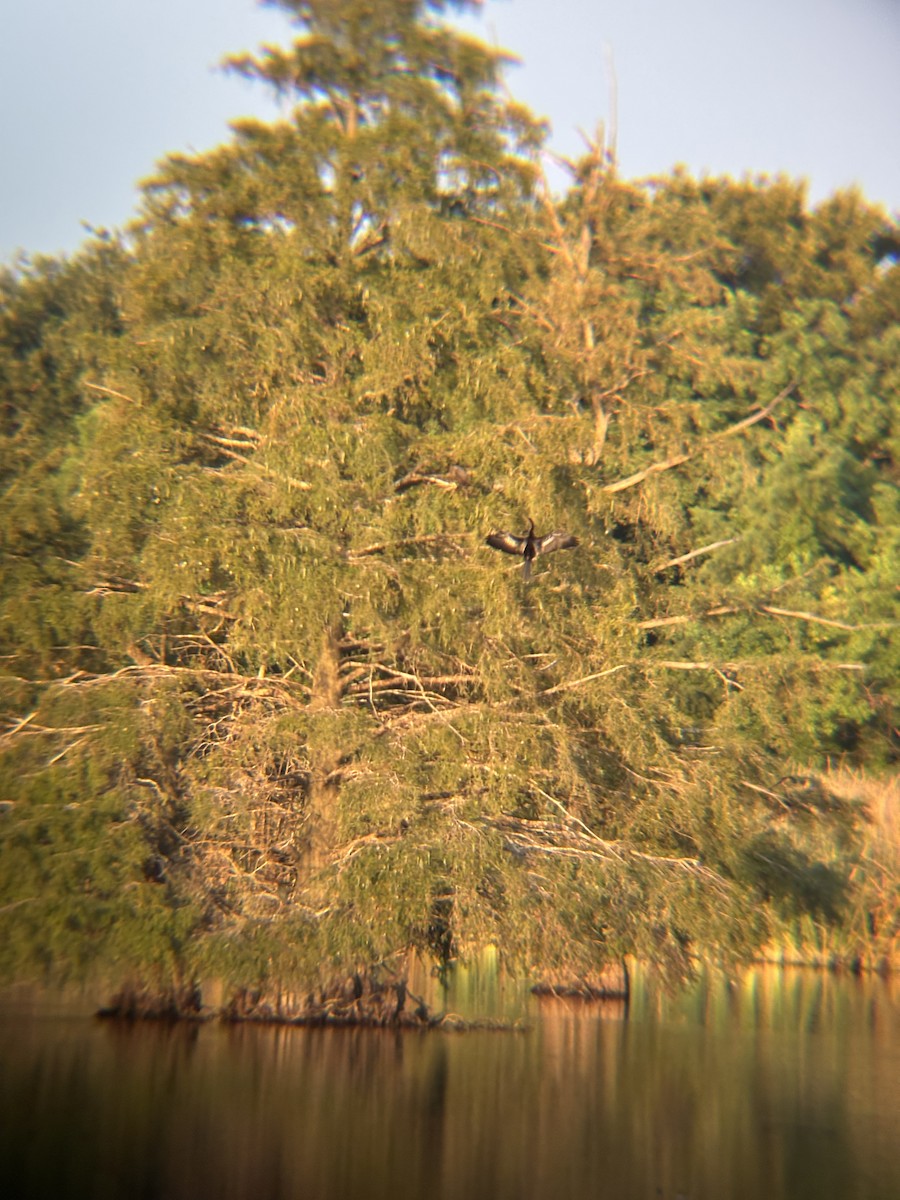 Anhinga - ML642406443
