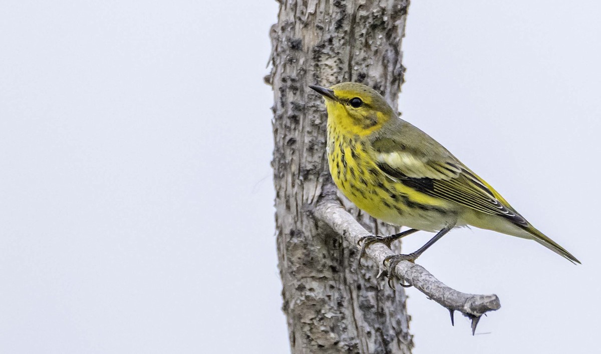 Cape May Warbler - ML642406466