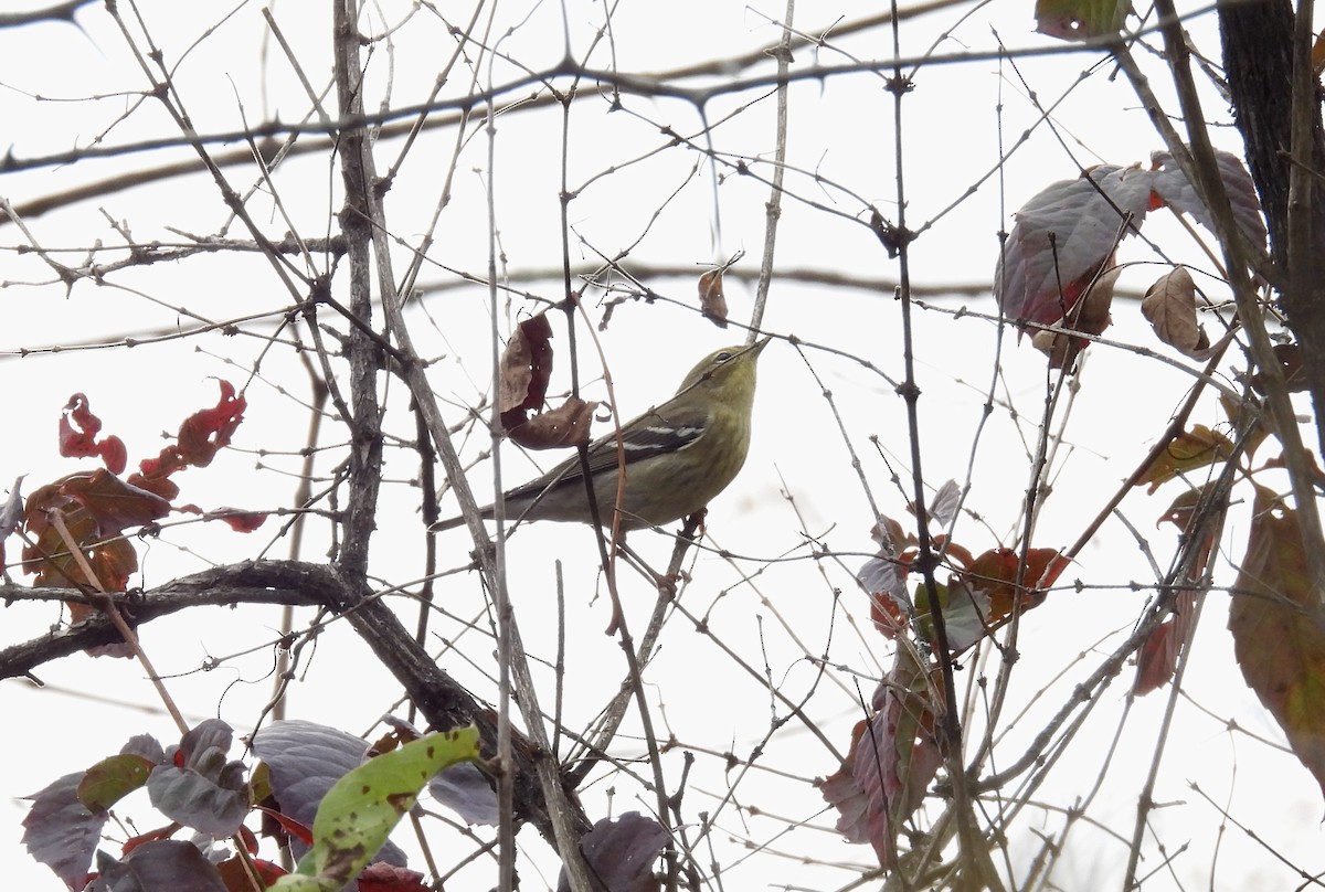 Blackpoll Warbler - ML642406467