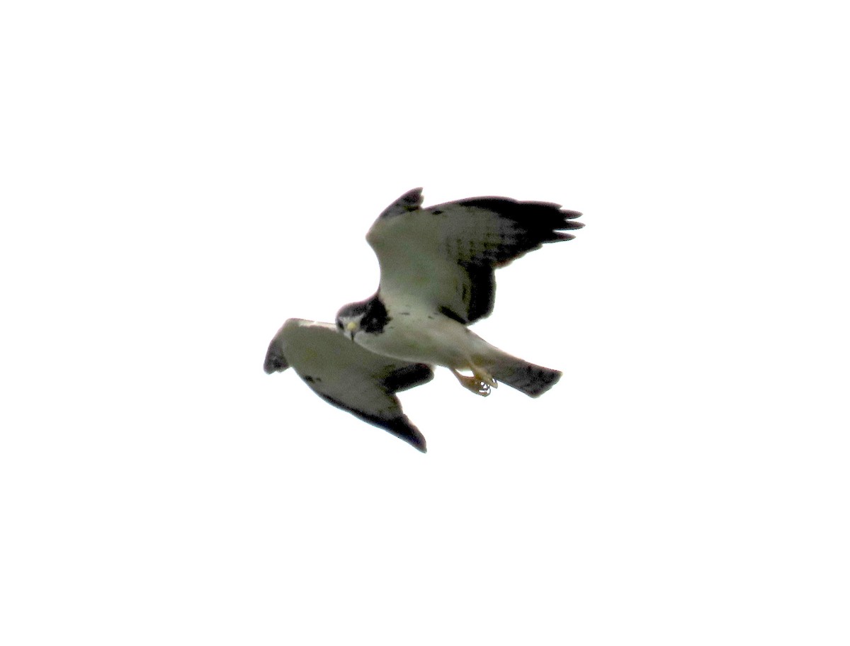 Short-tailed Hawk - ML642406469