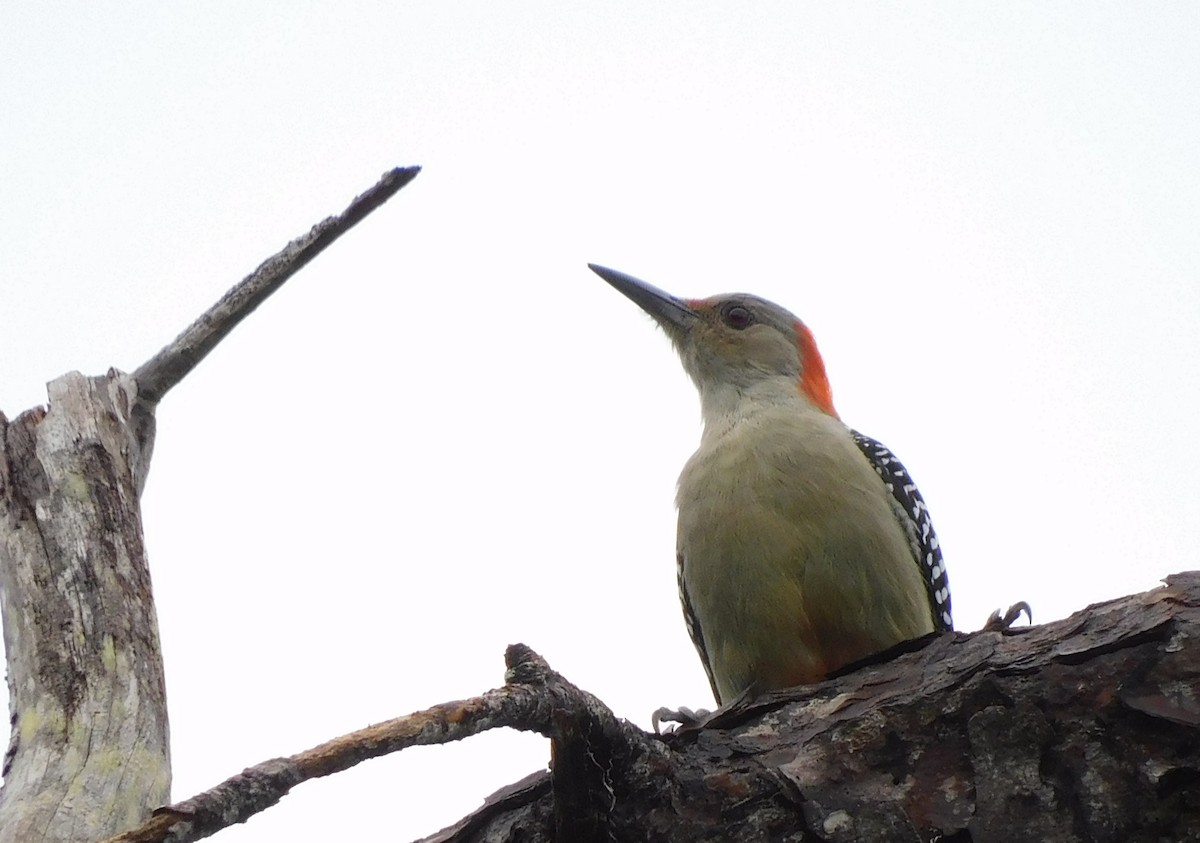 Red-bellied Woodpecker - ML642406470