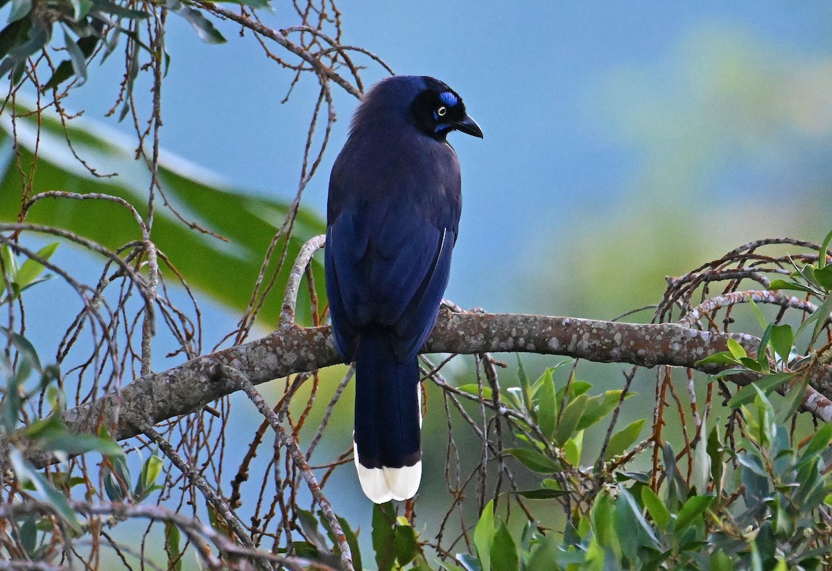 Black-chested Jay - ML642406473
