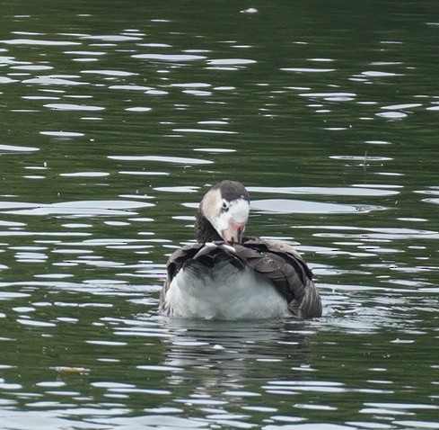 Anatidae sp. - ML642406544