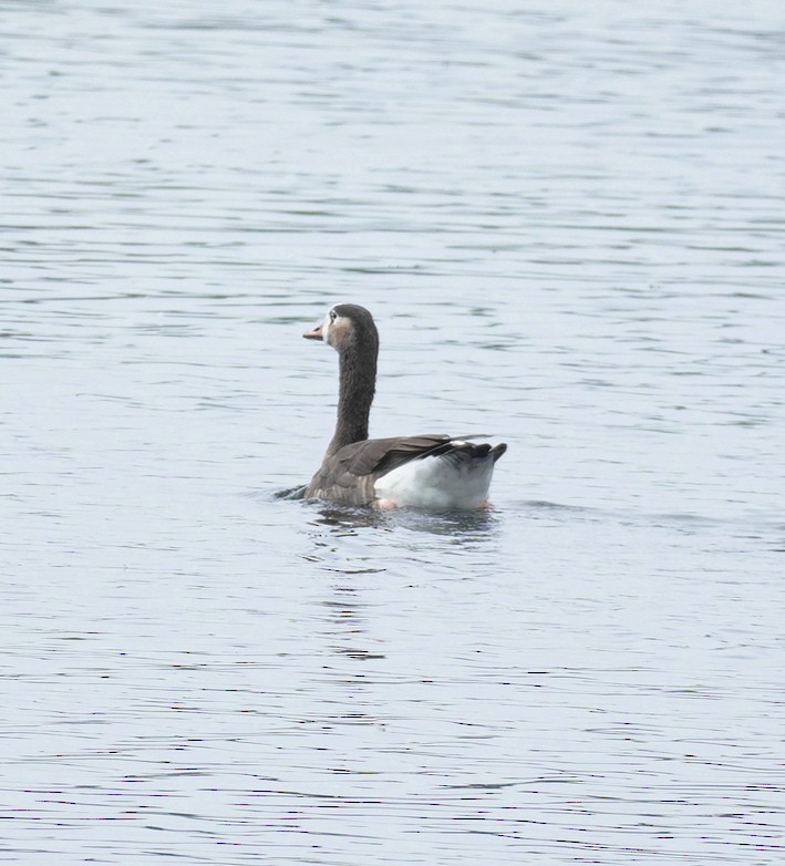 Anatidae sp. - ML642406555
