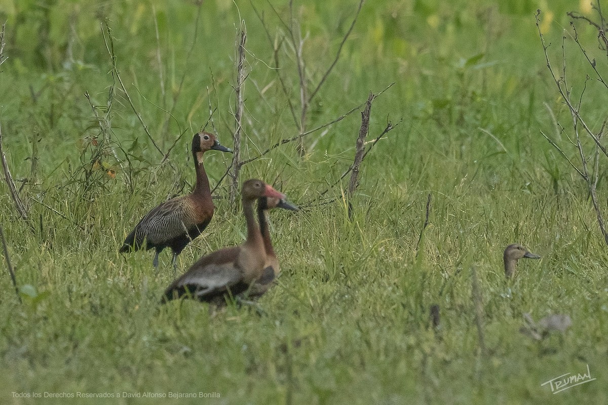 Blue-winged Teal - ML642406570