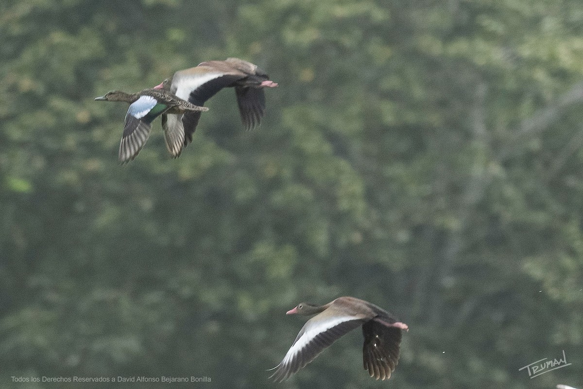 Blue-winged Teal - ML642406584