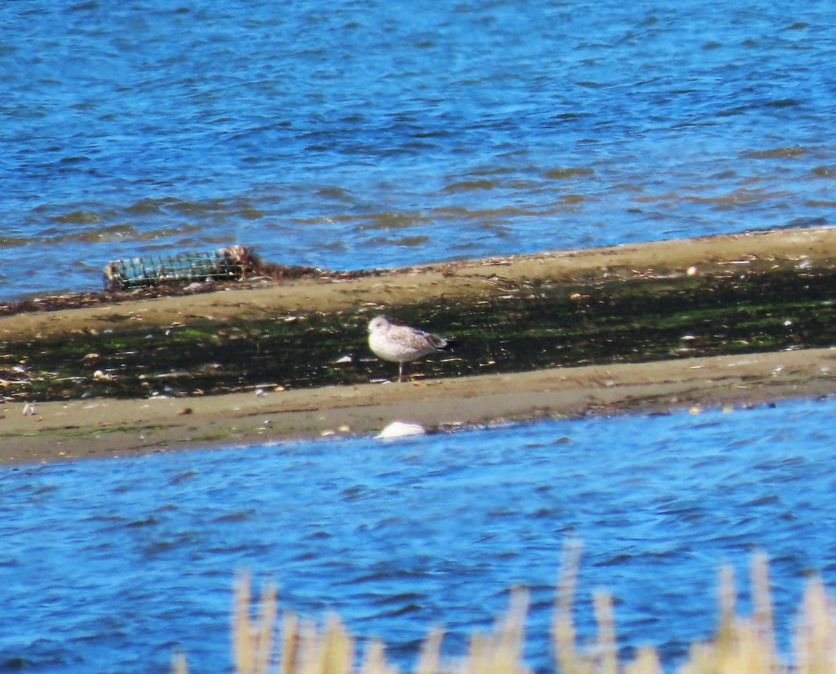 Möwe, unbestimmt - ML642406626