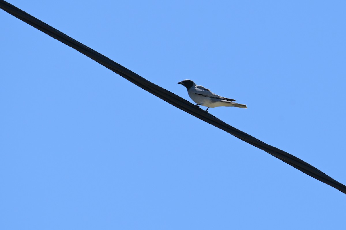 Black-faced Cuckooshrike - ML642406644
