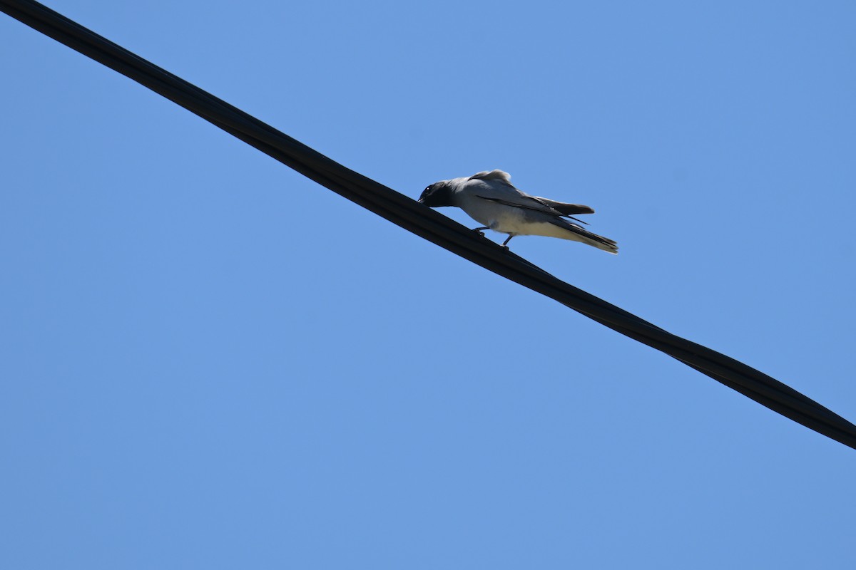 Black-faced Cuckooshrike - ML642406646