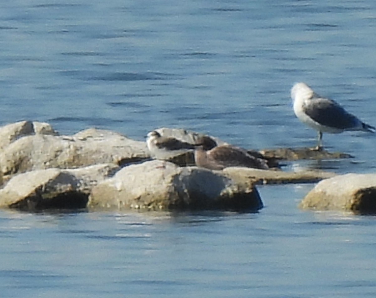 Sabine's Gull - ML642406666