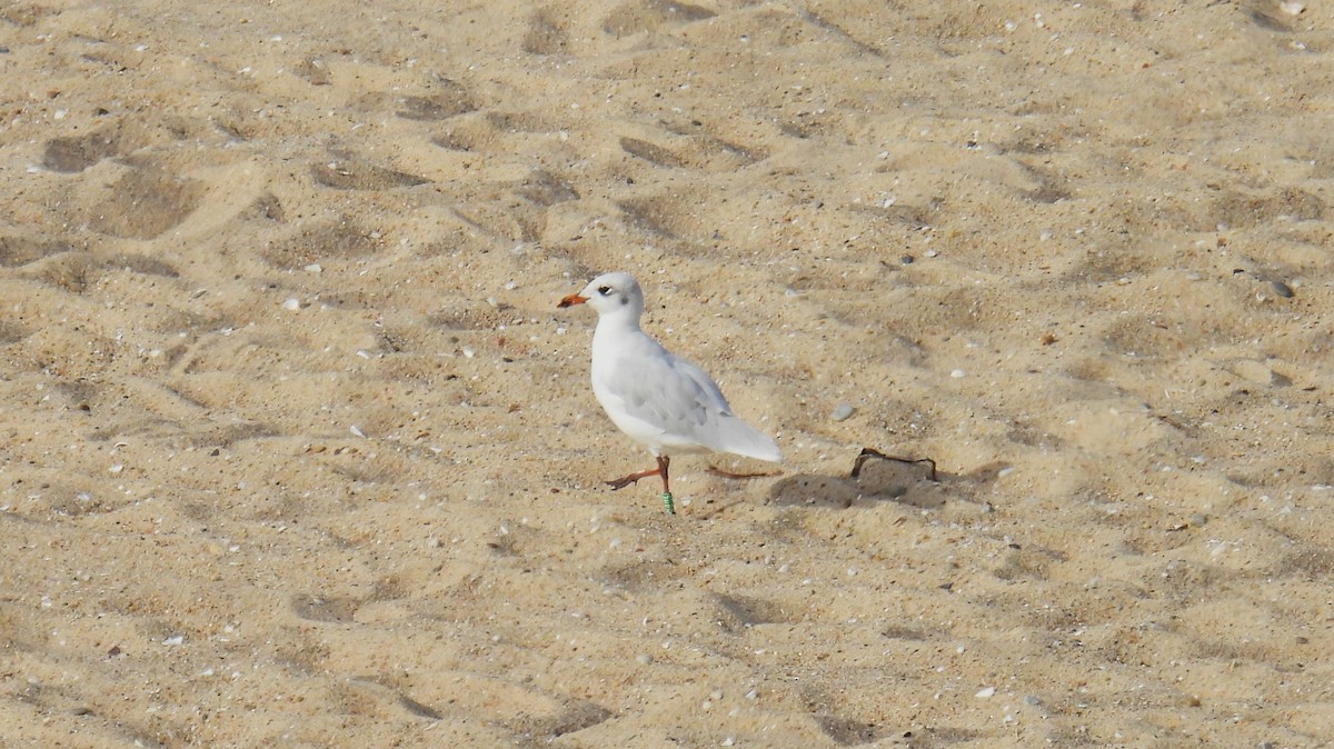 Mouette mélanocéphale - ML642406685