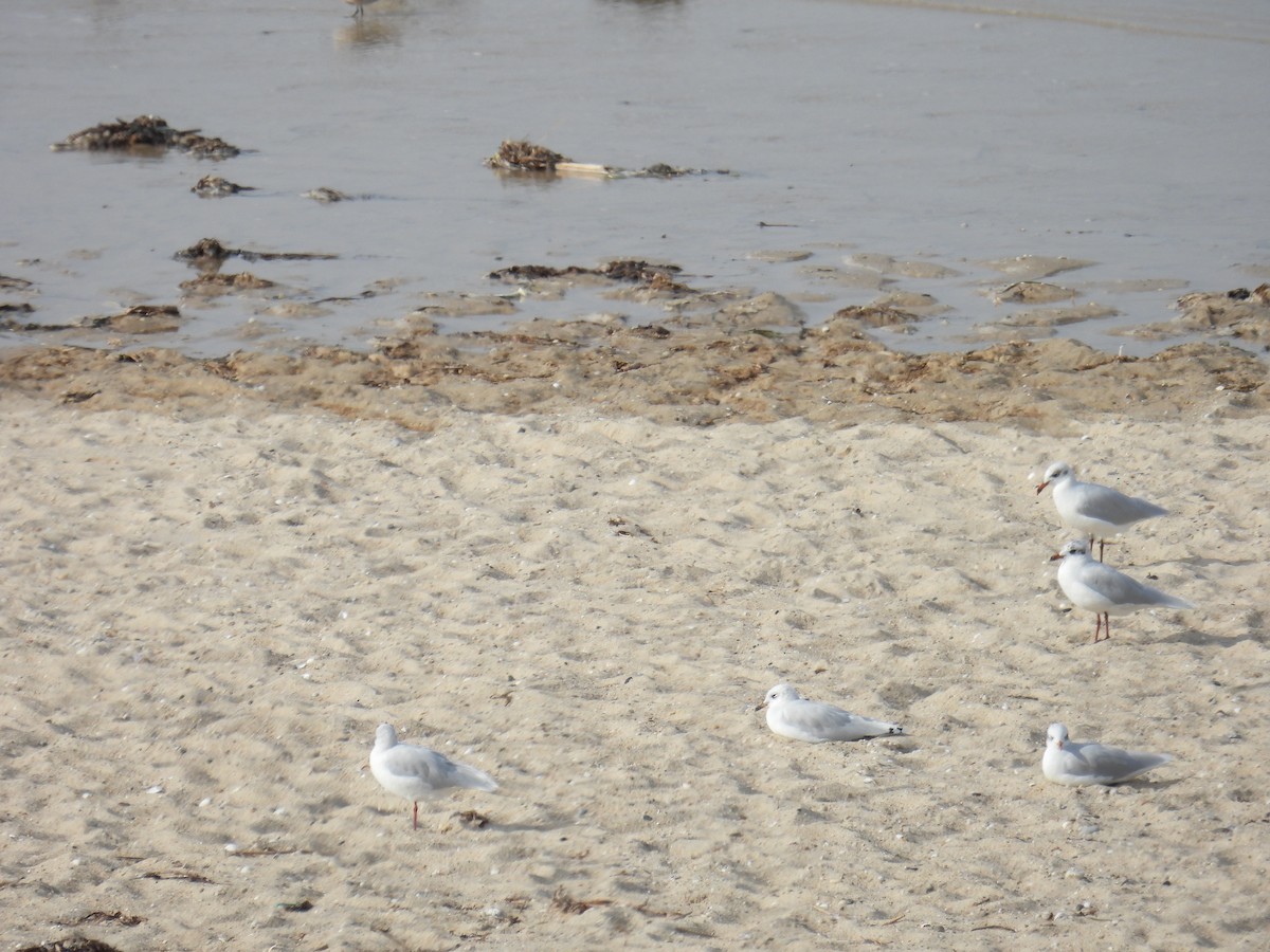 Mouette mélanocéphale - ML642406686