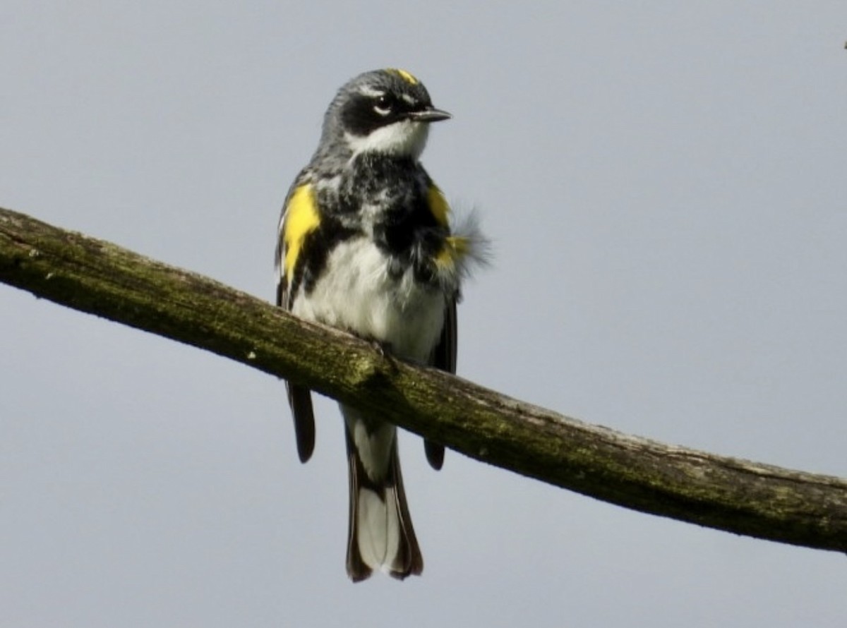 Yellow-rumped Warbler (Myrtle) - ML642406687