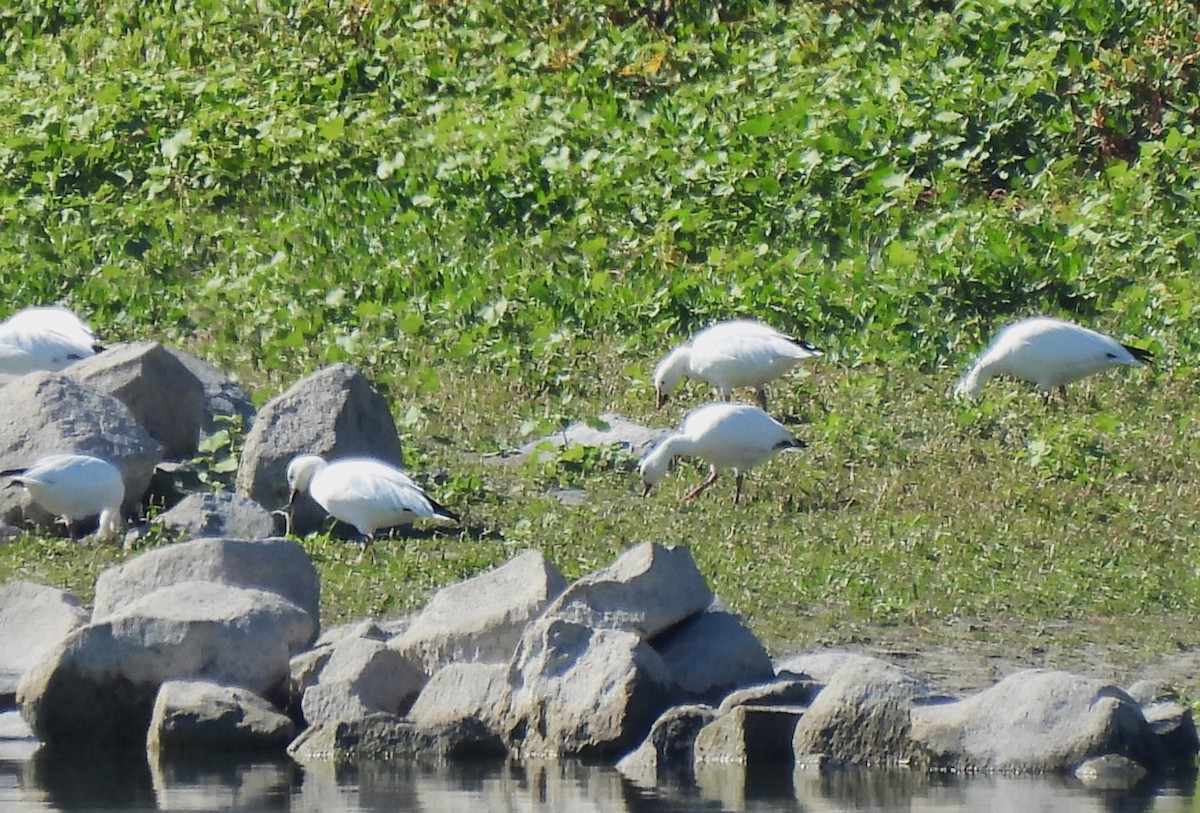 Snow Goose - ML642406700