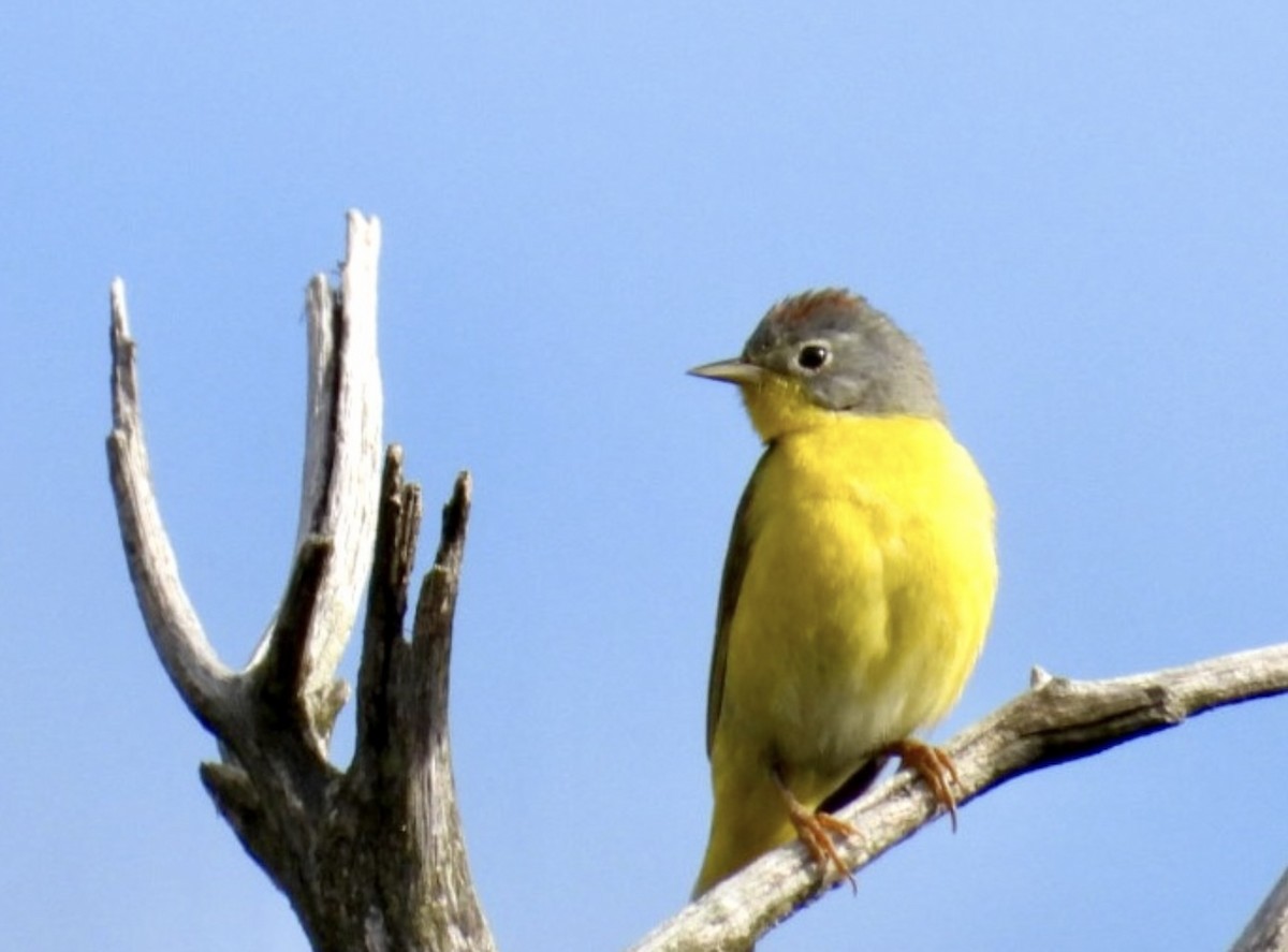 Nashville Warbler - ML642406702