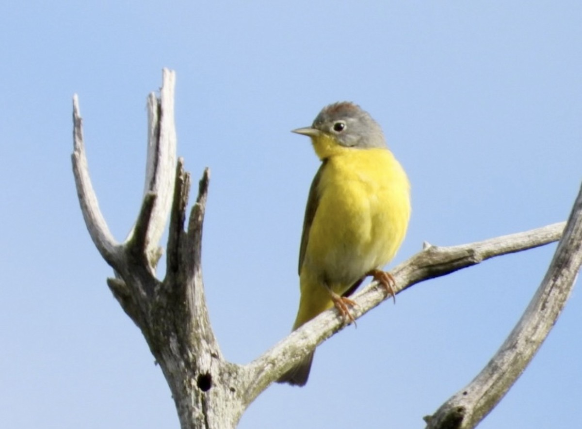 Nashville Warbler - ML642406703