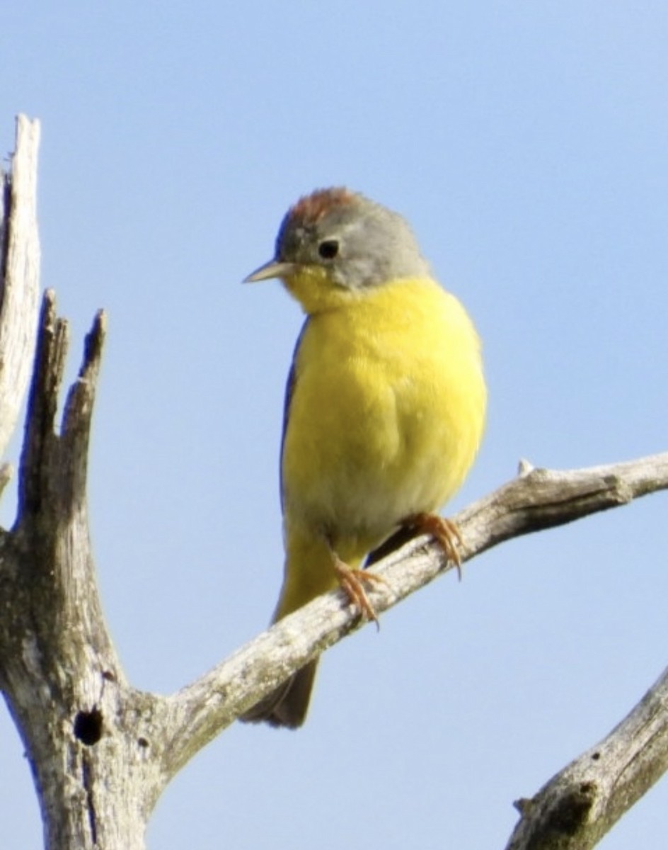Nashville Warbler - ML642406704