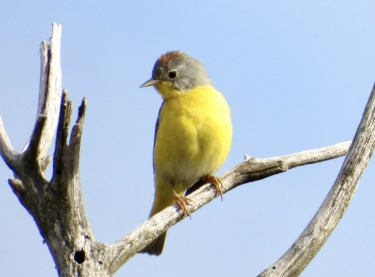 Nashville Warbler - ML642406705