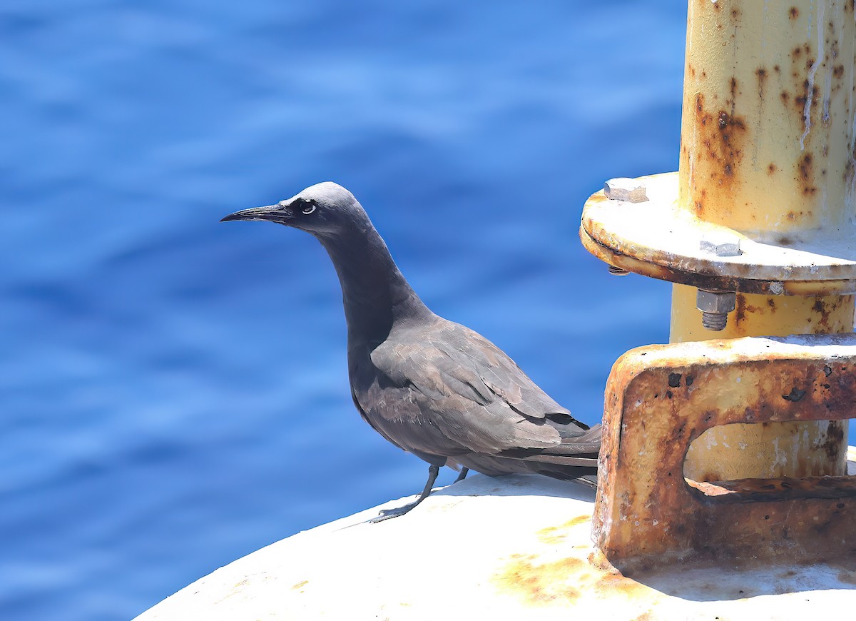 Brown Noddy - ML642406733