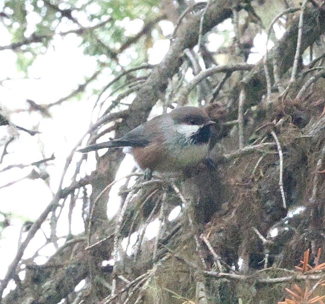 Boreal Chickadee - ML642406734