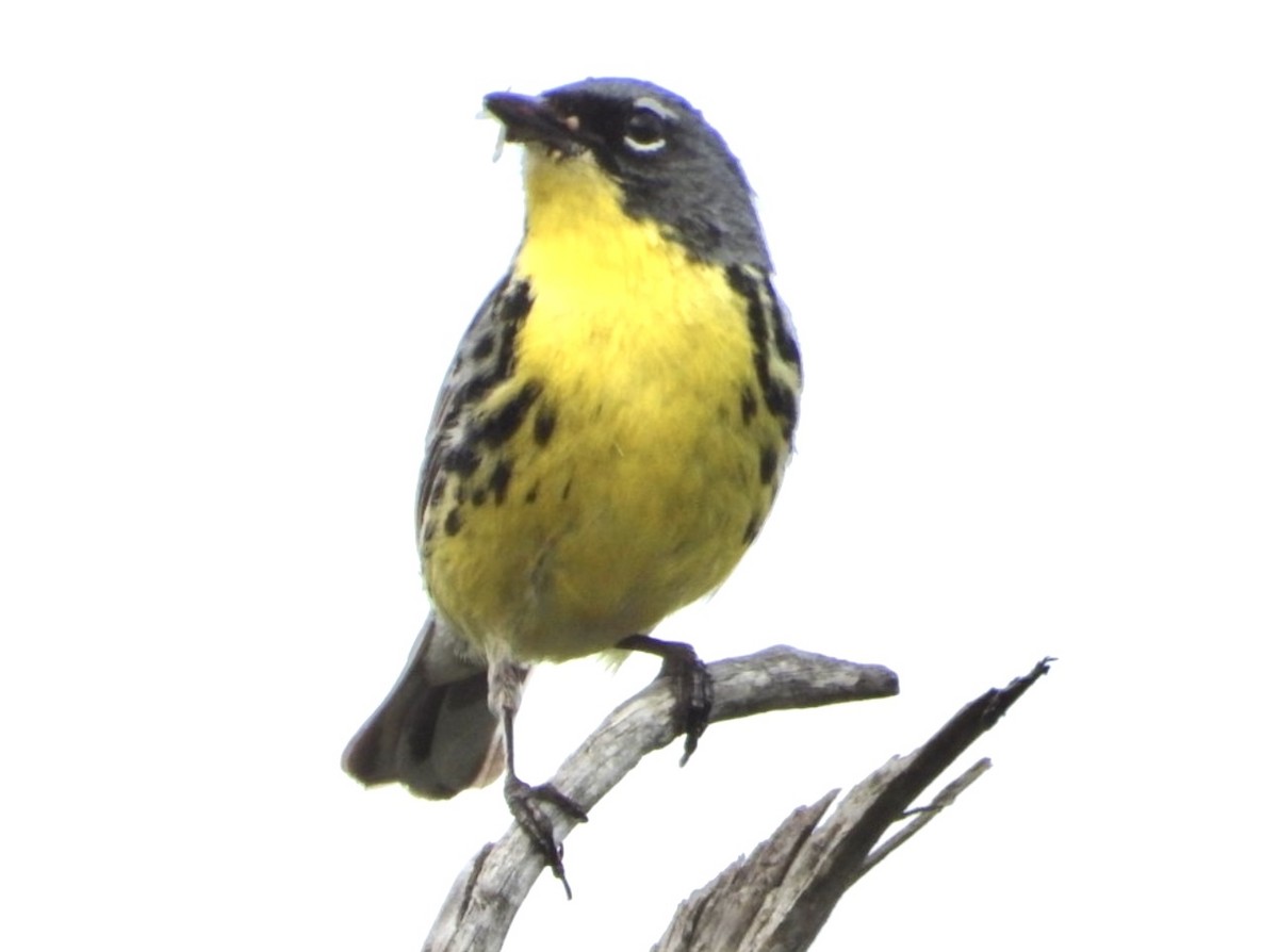 Kirtland's Warbler - ML642406737