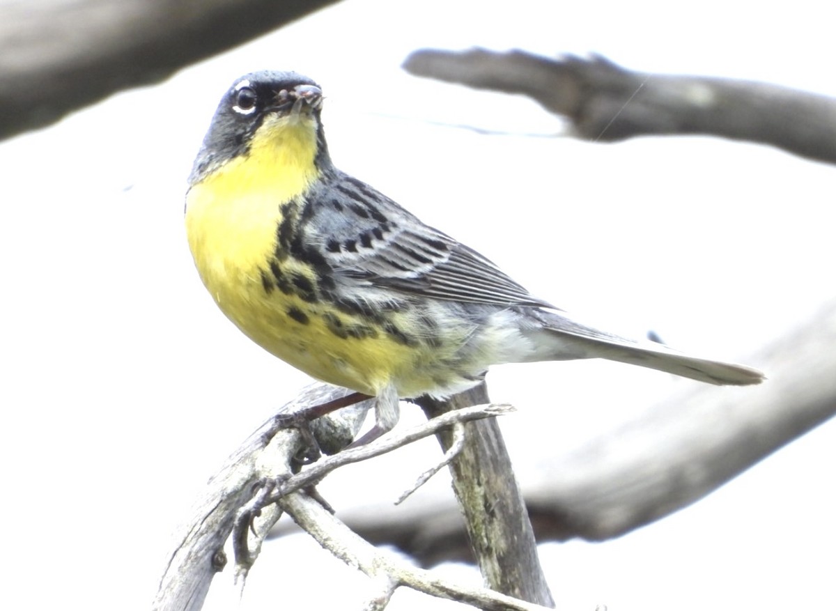 Kirtland's Warbler - ML642406738