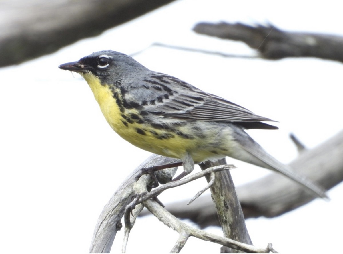 Kirtland's Warbler - ML642406739