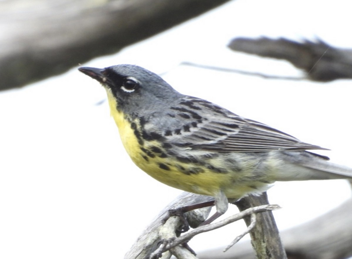 Kirtland's Warbler - ML642406740