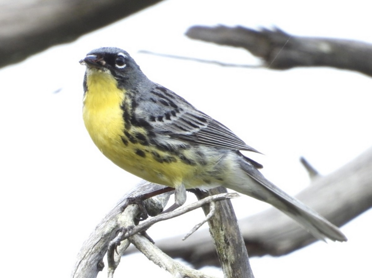 Kirtland's Warbler - ML642406741