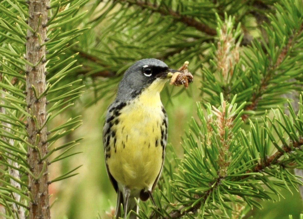 Kirtland's Warbler - ML642406742