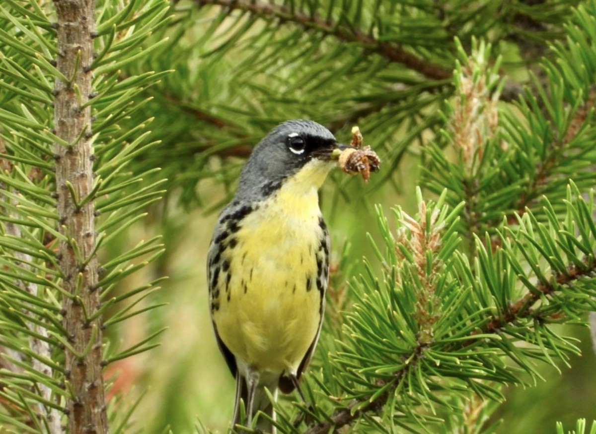 Kirtland's Warbler - ML642406743