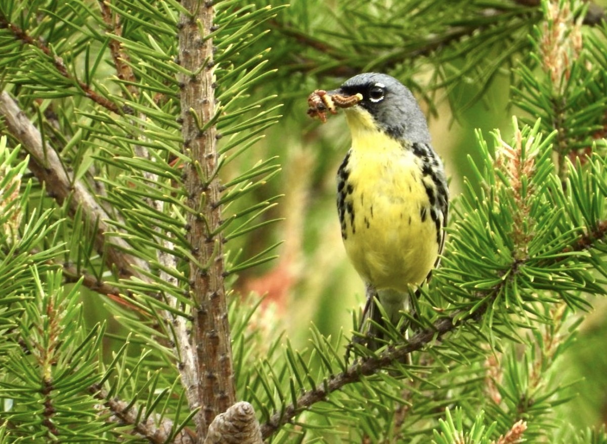 Kirtland's Warbler - ML642406744
