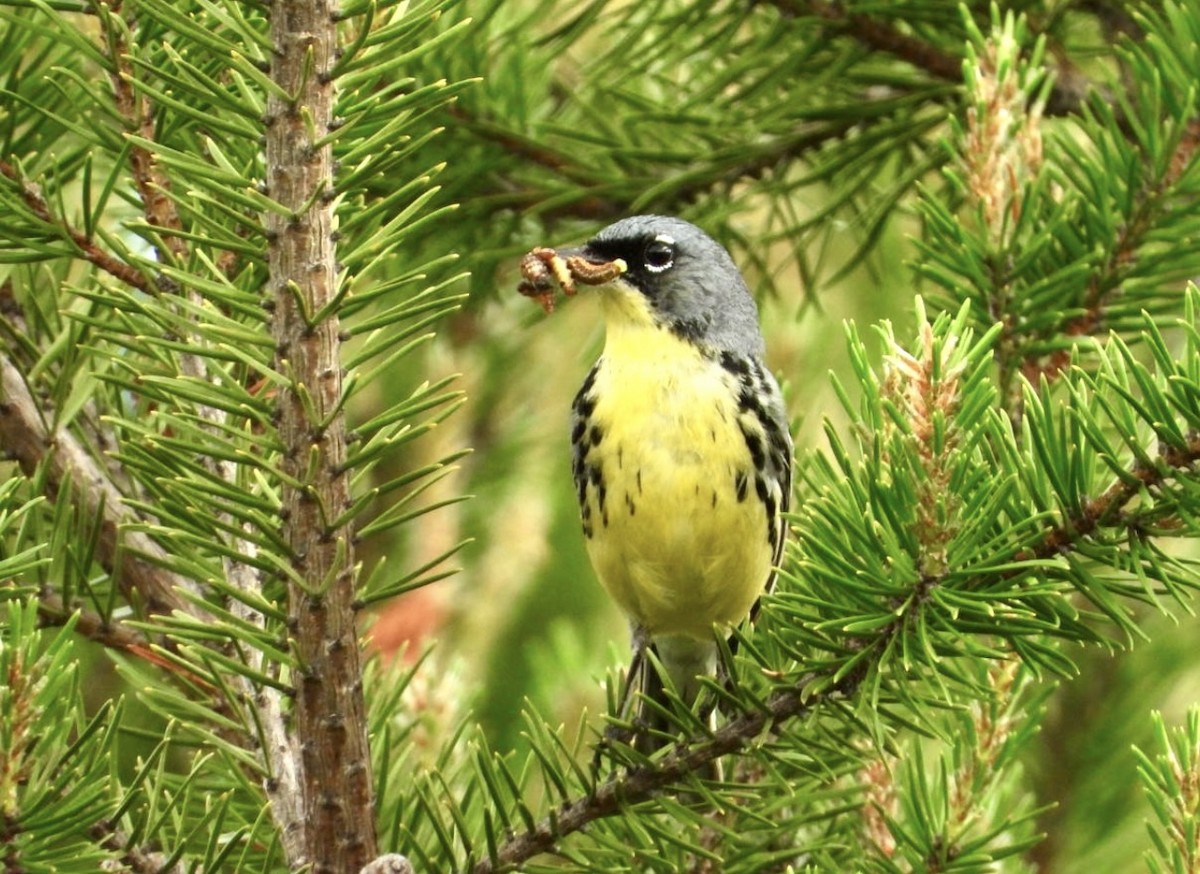 Kirtland's Warbler - ML642406745
